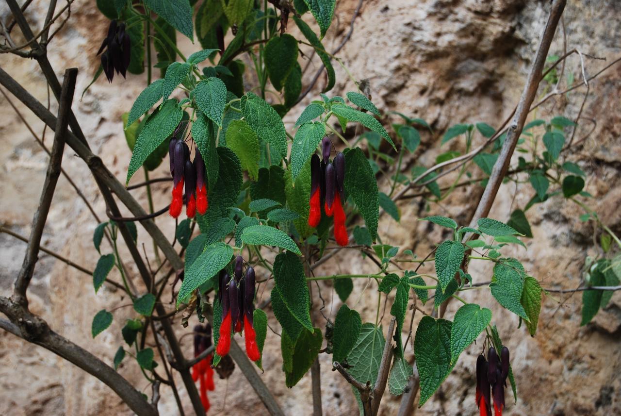 Peru Quechua'S Lodge Ollantaytambo Zewnętrze zdjęcie