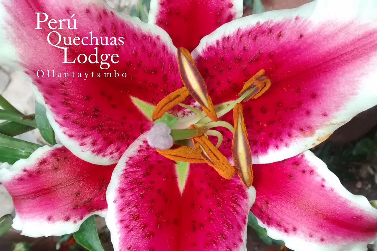 Peru Quechua'S Lodge Ollantaytambo Zewnętrze zdjęcie